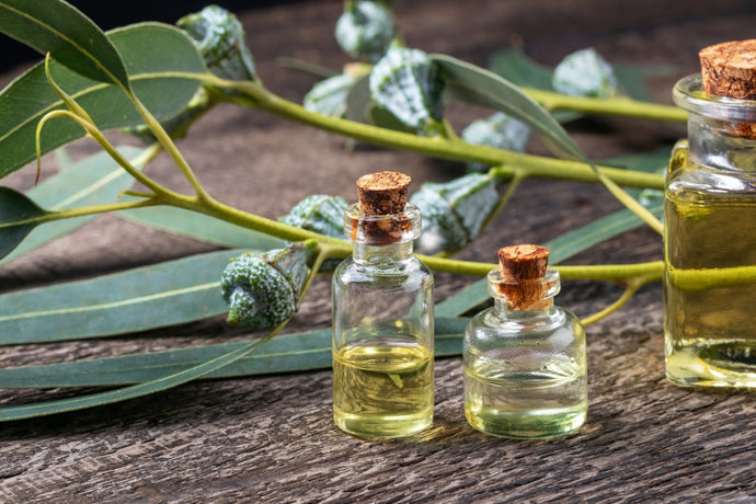 IS EUCALYPTUS OIL REALLY GOOD FOR YOU?
