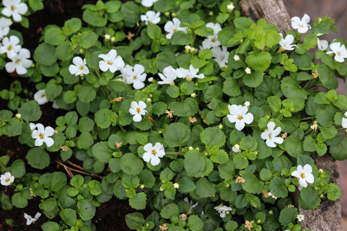 WHAT THE HECK IS BACOPA MONNIERI AND HOW CAN IT CHANGE YOUR LIFE?