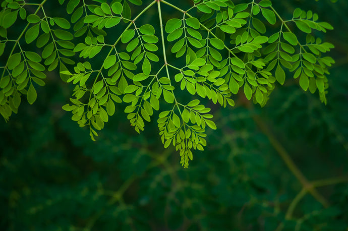THE 6 REASONS YOU SHOULD TRY MORINGA OLEIFERA TODAY