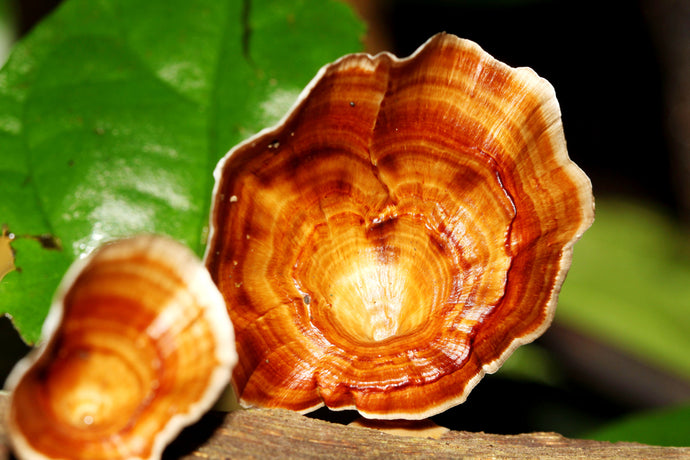 WAIT UNTIL YOU FIND OUT WHAT THE REISHI MUSHROOM CAN DO FOR YOU