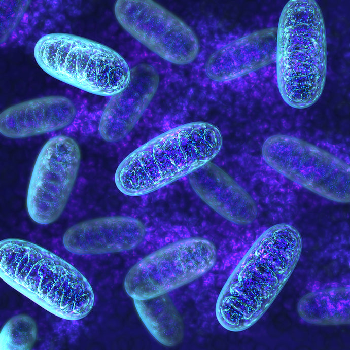 Why Mitochondria are Important: The Key to Vital Health