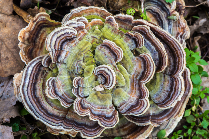 TURKEY TAIL - WHAT IT IS AND WHY YOU NEED IT