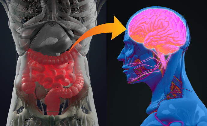 What is the Gut Brain Axis? A Key to Optimal Health